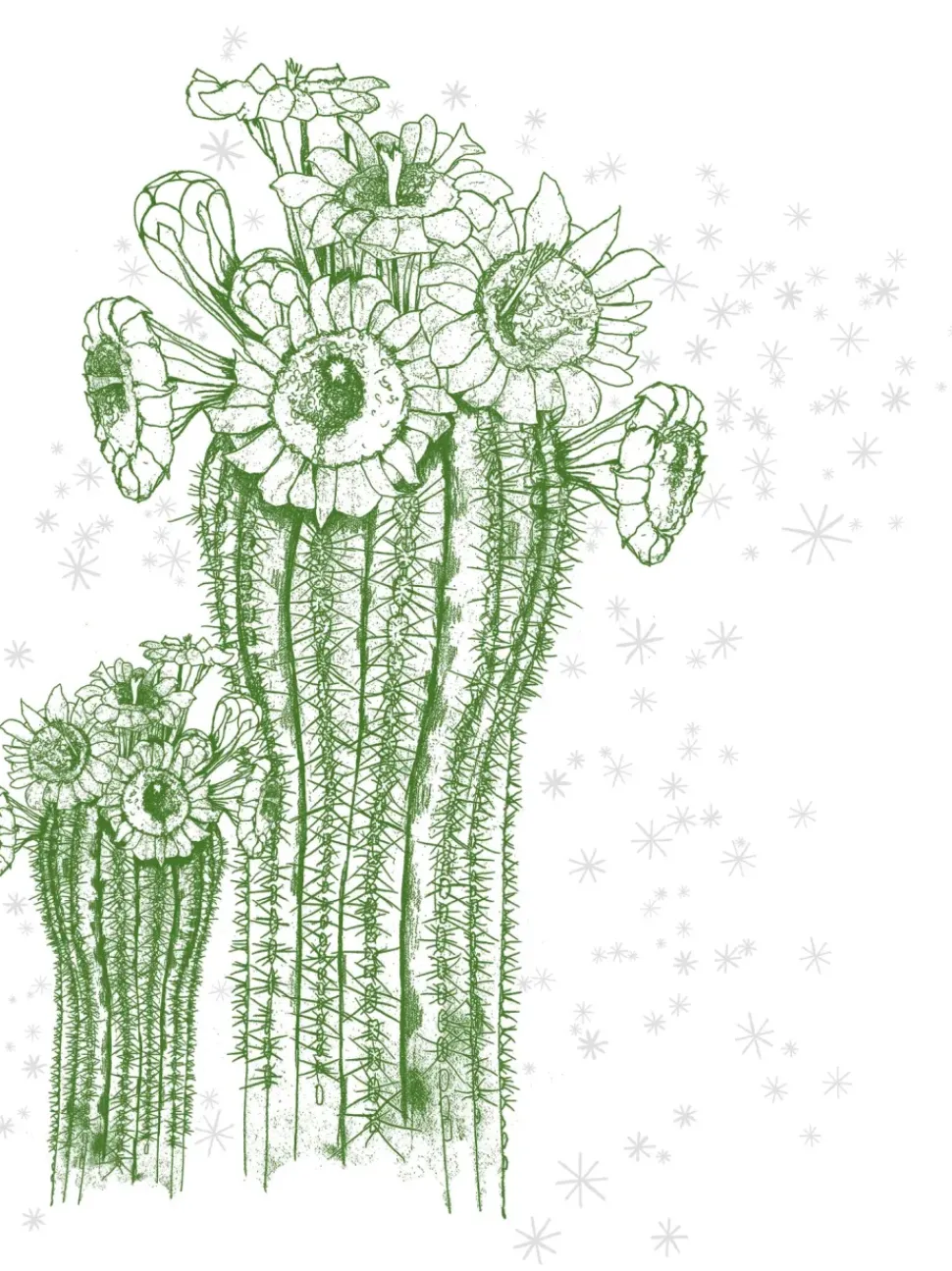 Calliope Tee - Saguaro And Stars