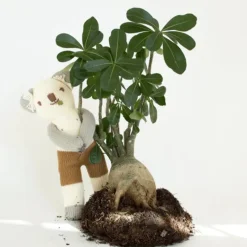 Koa the Koala