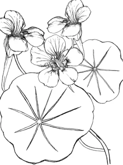 Pia Pullover - Nasturtiums